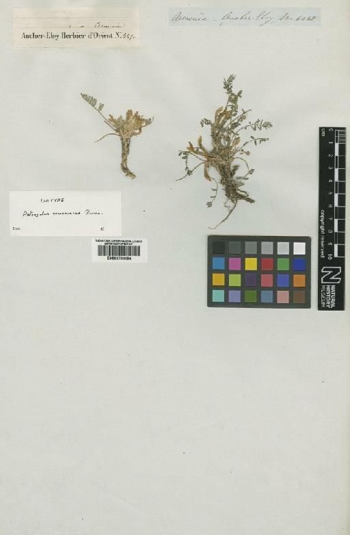 Astragalus armeniacus Boiss. - BM000793084