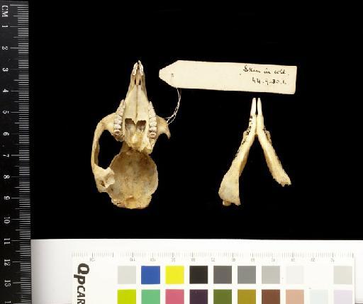 Lagostrophus fasciatus - 1846.4.25.13_Skull_Ventral