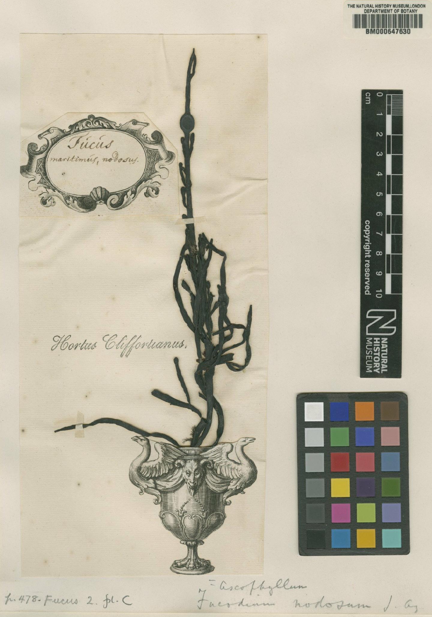 To NHMUK collection (Fucus nodosus L.; Original material; NHMUK:ecatalogue:4704844)