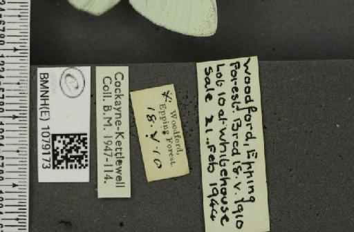 Pieris rapae ab. impunctata Lemoult, 1944 - BMNHE_1079173_label_70254