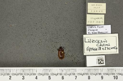 Lilioceris (Lilioceris) cheni Gressitt & Kimoto, 1961 - BMNHE_1343254_12778