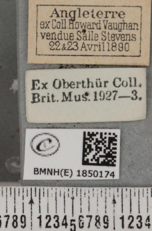 Macaria brunneata (Thunberg, 1784) - BMNHE_1850174_label_423454