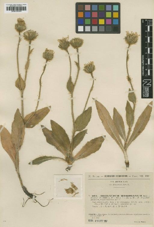 Hieracium pamphilii Arv.-Touv. - BM001050583