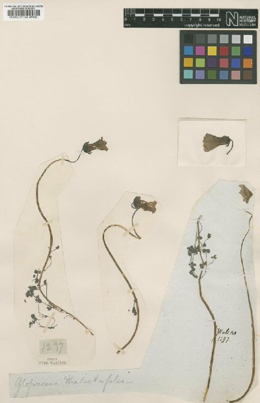 Codonopsis thalictrifolia Wall. - BM000571154