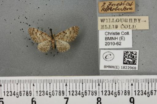 Eupithecia dodoneata Guenée, 1858 - BMNHE_1822968_384445