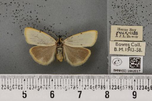 Cybosia mesomella (Linnaeus, 1758) - BMNHE_1662017_258326