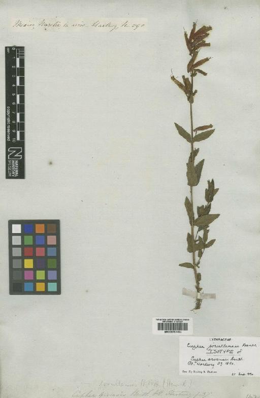 Cuphea jorullensis Kunth - BM000797464