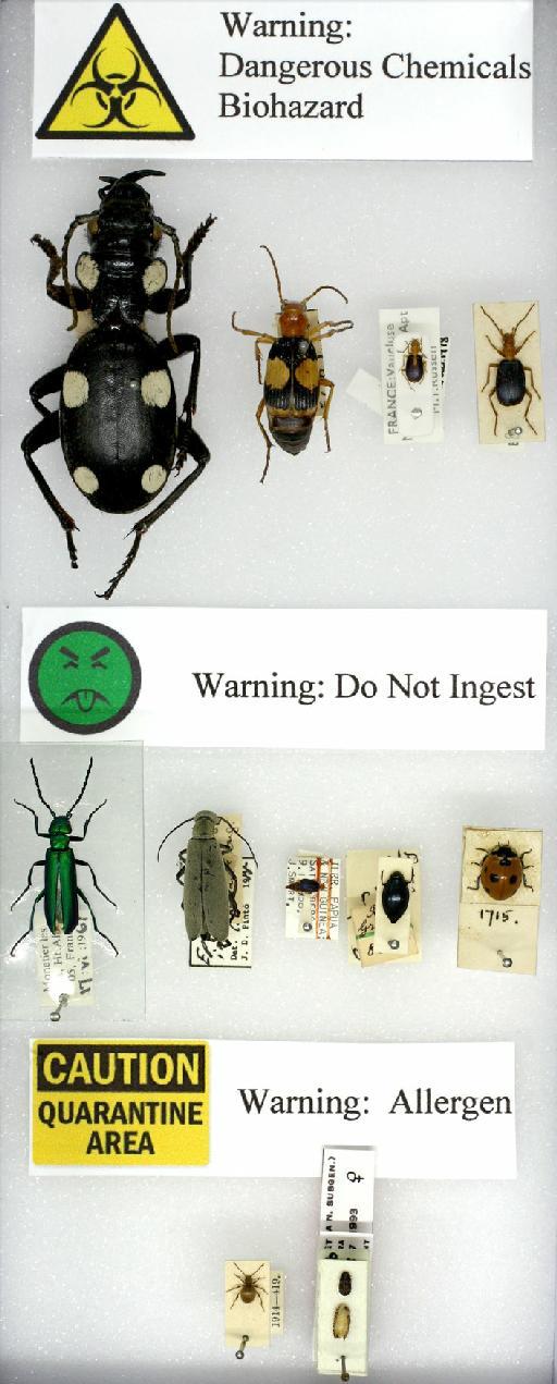 Dangerous Beetles