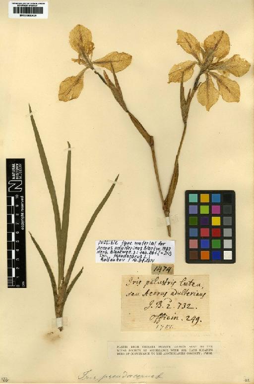 Iris pseudacorus L. - BM000832620