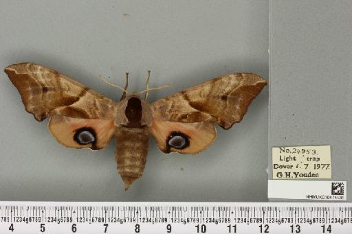 Smerinthus ocellata ocellata (Linnaeus, 1758) - NHMUK_010474936_525228