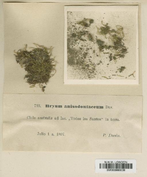 Bryum anisodontaceum Dusén - BM000960009