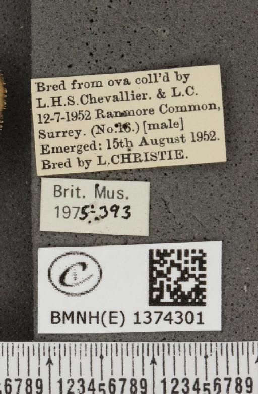 Lampides boeticus (Linnaeus, 1767) - BMNHE_1374301_label_167643