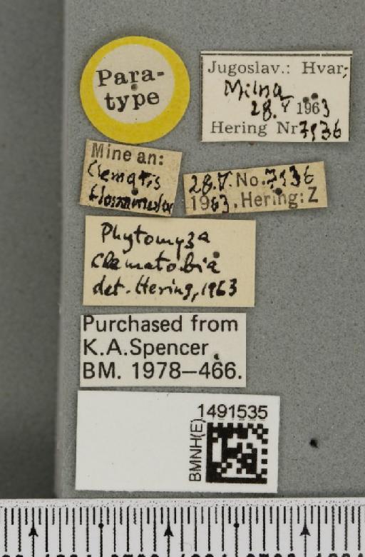 Phytomyza anemones Hering, 1925 - BMNHE_1491535_label_53176