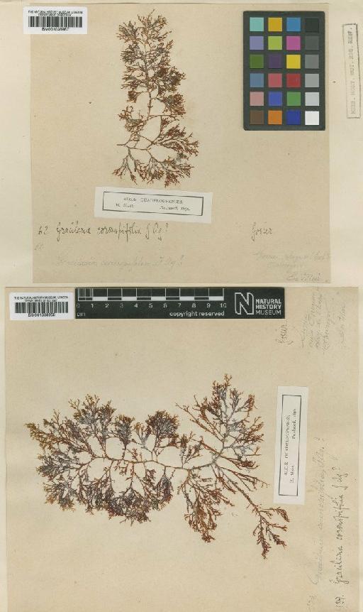 Gracilaria corymbosa J.Agardh - BM001038958