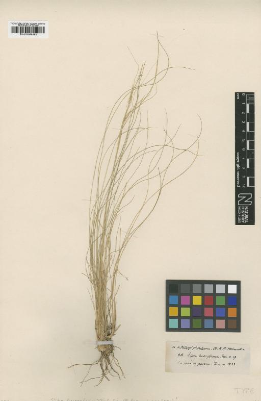 Stipa leucogluma Steud. - BM000938482