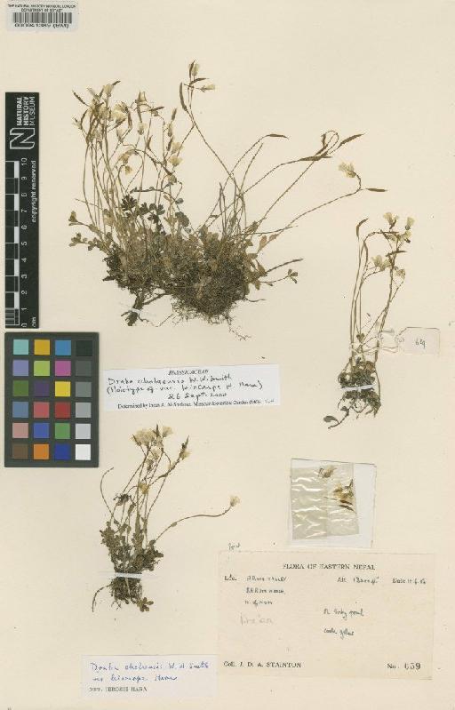 Draba cholaensis Sm - BM000041389