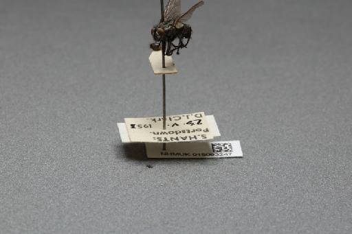 Sarcophaga (Thyrsocnema) incisilobata Pandelle, 1896 - 015093247_additional_3