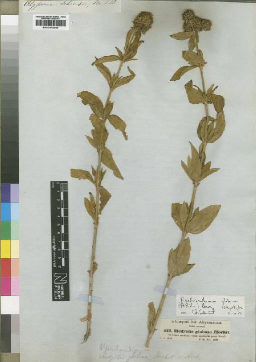 Agathisanthemum globosum Brenan - BM000902928
