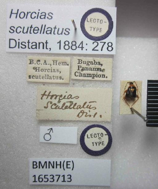 Horcias scutellatus Distant, 1884 - Horcias scutellatus-BMNH(E)1653713-Lectotype male dorsal & labels