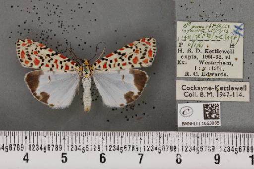 Utetheisa pulchella (Linnaeus, 1758) - BMNHE_1663035_283564