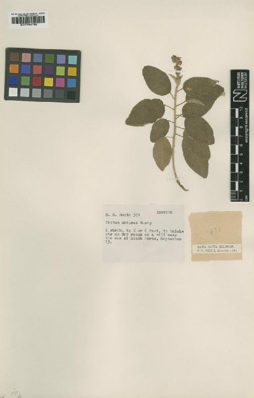 Croton obtusus Rusby - BM000947382