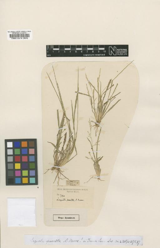 Luziola bahiensis (Steud.) Hitchc. - BM000578879