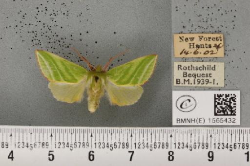 Pseudoips prasinana britannica (Warren, 1913) - BMNHE_1565432_293530