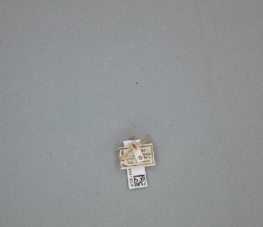 Nectopsyche - 014413026_261473_695608