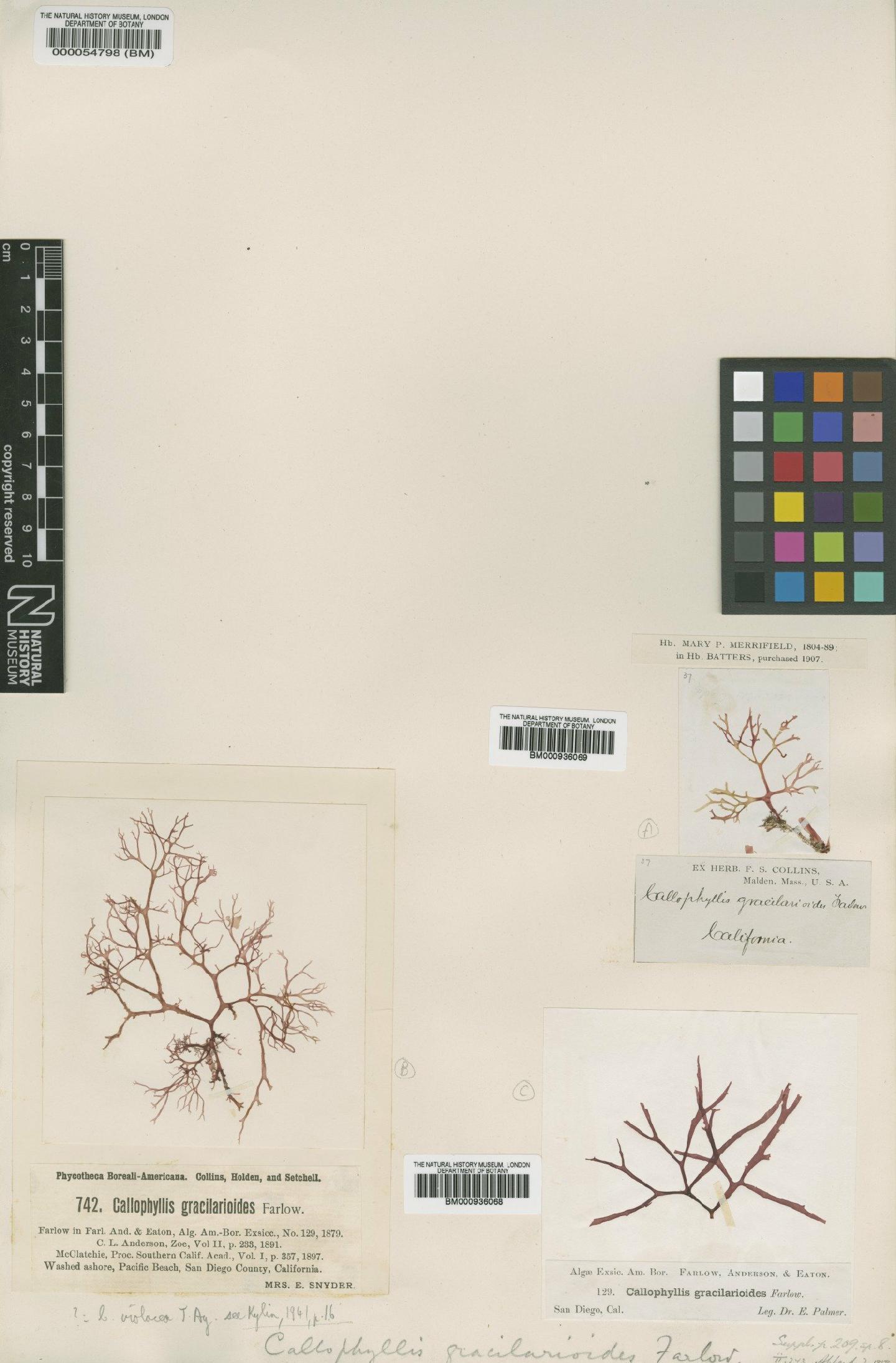 To NHMUK collection (Callophyllis violacea J.Agardh; TYPE; NHMUK:ecatalogue:433162)