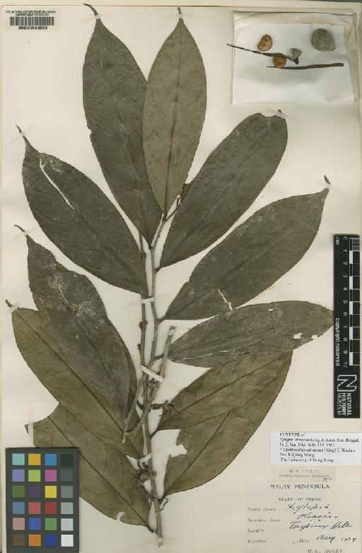 Cyathocalyx olivaceus (King) J.Sinclair - BM000608859