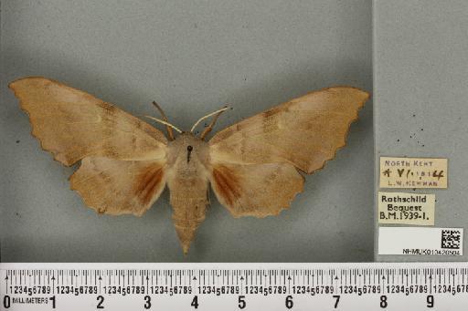 Laothoe populi ab. pallida Newnham, 1900 - NHMUK_010420504_526681