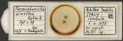 Macrosiphoniella silvestri Roberti, 1954 - 010014186_112662_1094740