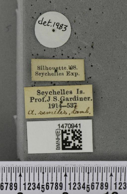 Melanagromyza similis Lamb, 1912 - BMNHE_1470941_a_label_45669