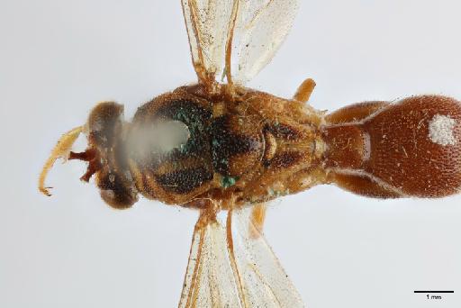 Polistomorpha nigromaculata Cameron, 1904 - 014444370_Polistomorpha_nigromaculata_dorsal_mesosoma