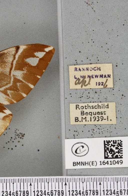 Endromis versicolora (Linnaeus, 1758) - BMNHE_1641049_label_202956