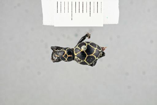 Pachyrhynchus reticulatus Waterhouse, G.R., 1841 - P_reticulatus_non_type