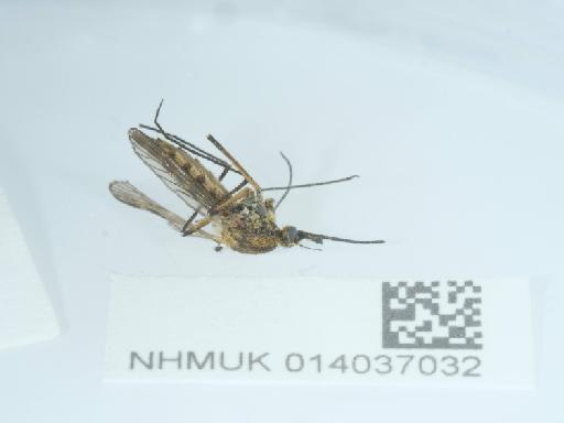 Aedes (Ochlerotatus) rusticus Rossi, P., 1790 - 014037032_2