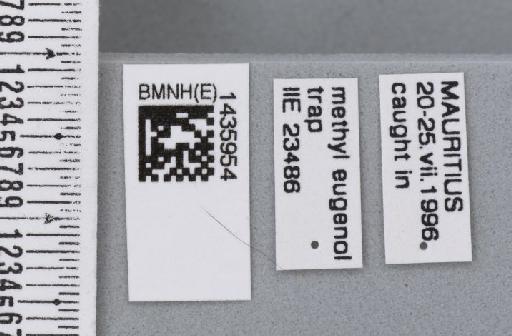 Bactrocera (Bactrocera) cf. dorsalis (Hendel) - BMNHE_1435954_label_29805