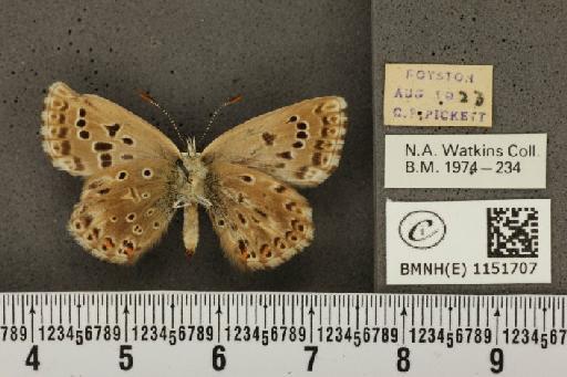 Lysandra coridon ab. castanea Tutt, 1910 - BMNHE_1151707_102767