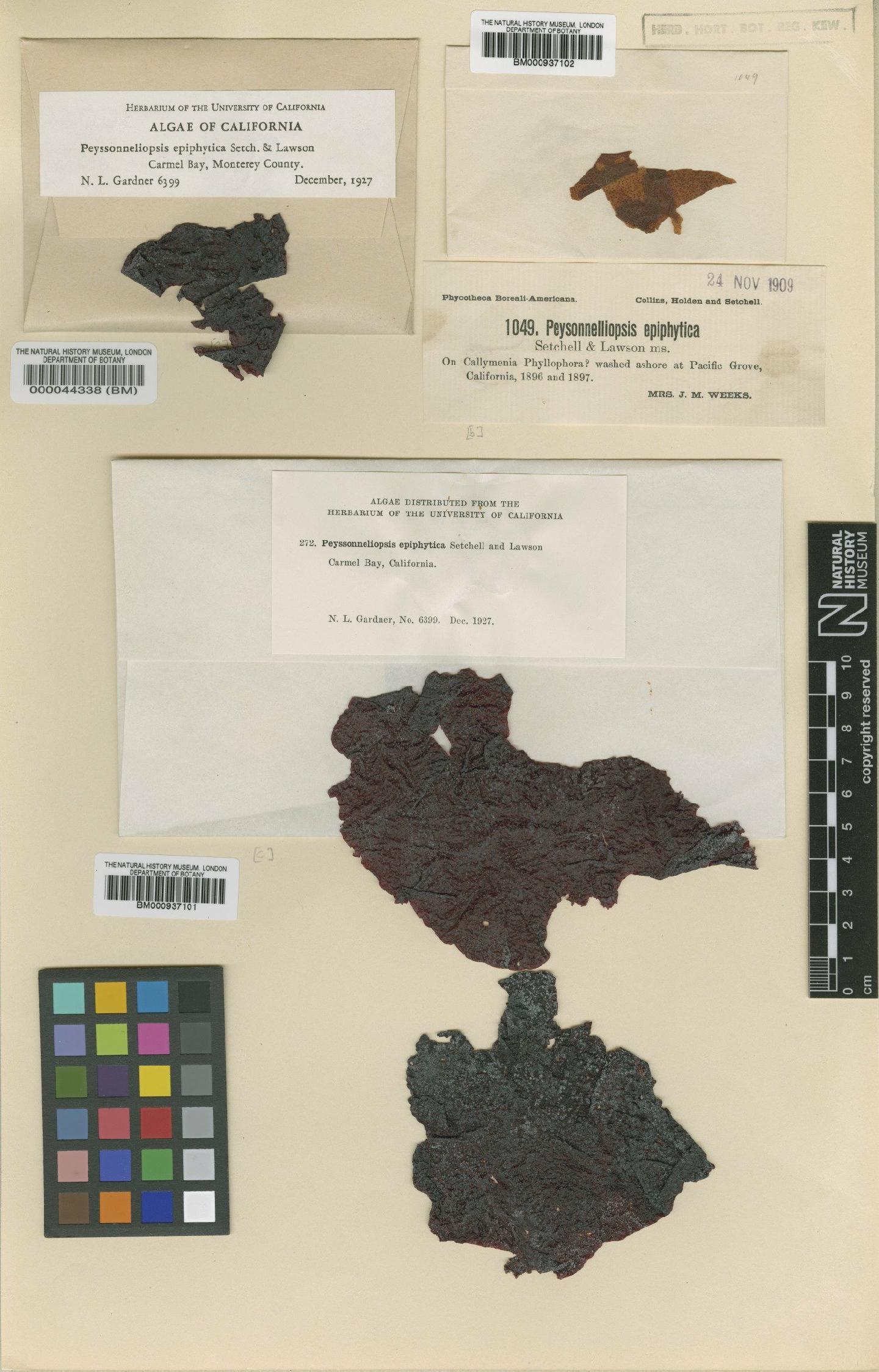 To NHMUK collection (Schizymenia epiphytica (Setch. & G.W.Lawson) Hollenb.; Isotype; NHMUK:ecatalogue:466639)