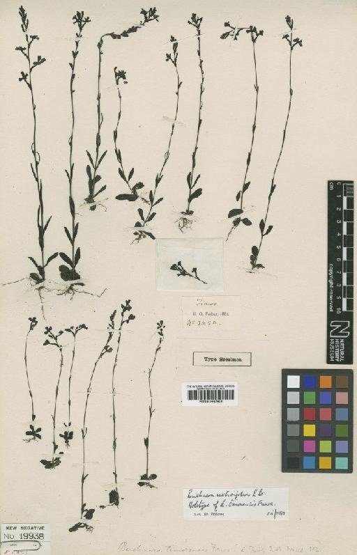 Buchnera urticifolia R.Br. - BM000997908