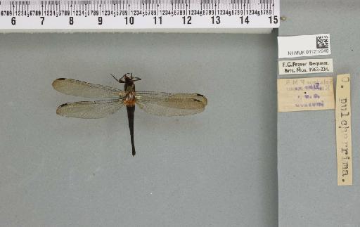 Orchithemis pulcherrima Brauer, 1878 - 011252940_reverse_2