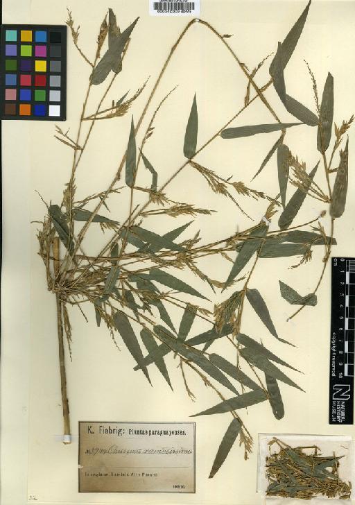 Chusquea ramosisima Pilg. - BM000512369
