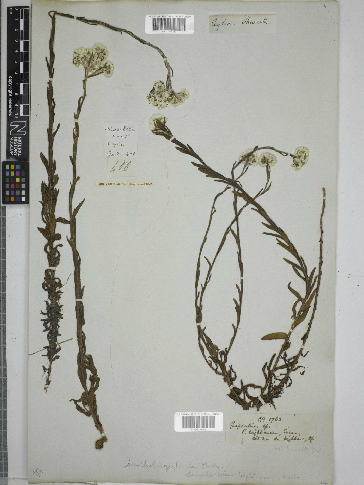 To NHMUK collection (Anaphalis zeylanica C.B.Clarke; NHMUK:ecatalogue:9200714)