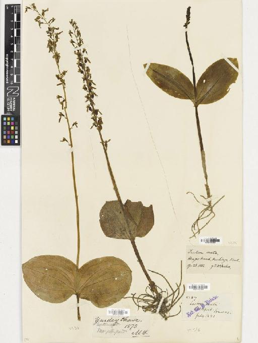 Neottia ovata (L.) Rich. - BM001081295