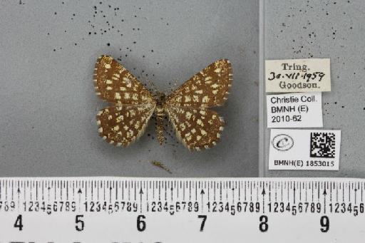 Chiasmia clathrata clathrata (Linnaeus, 1758) - BMNHE_1853015_424648