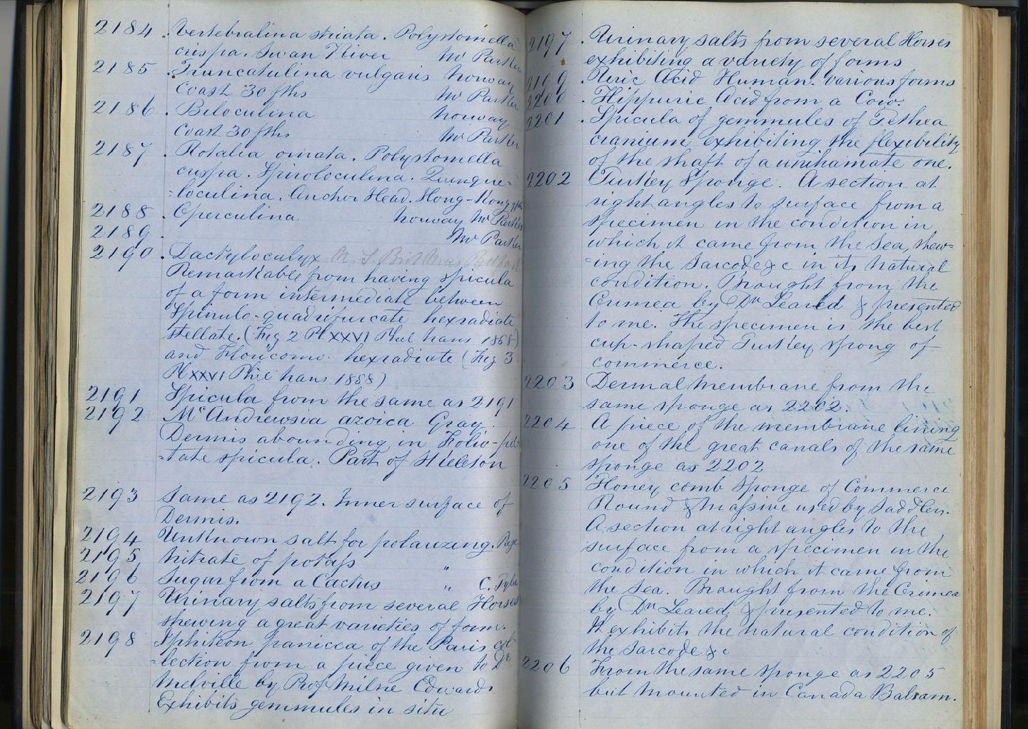 To NHMUK collection (Dactylocalyx Stutchbury, 1841; NHMUK:ecatalogue:6611279)
