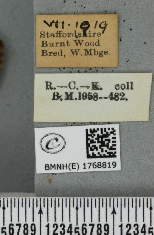 Dysstroma truncata truncata ab. nigerrimata Fuchs, 1900 - BMNHE_1768819_label_349661