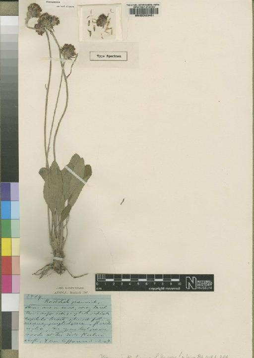 Vernonia praemorsa Muschl. - BM000629461