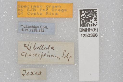 Libellula croceipennis Selys, 1868 - BMNHE 1253396 Libellula croceipennis specimen labels